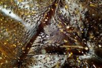 Tropinota hirta