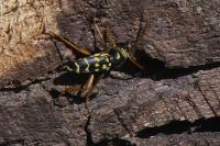 Plagionotus arcuatus