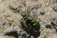 Cicindela campestris