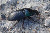 Harpalus dimidiatus