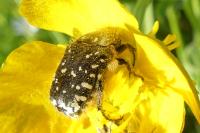 Oxythyrea funesta