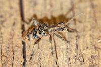 Rhagium sycophanta