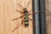 Clytus arietis