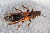 Platydracus chalcocephalus