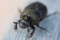 Onthophagus verticicornis