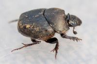 Onthophagus verticicornis