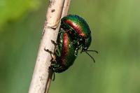 Chrysolina