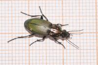 Poecilus kugelanni