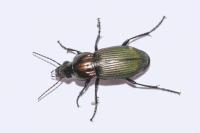 Poecilus kugelanni