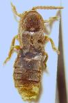 Phosphaenus hemipterus