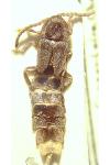Phosphaenus hemipterus