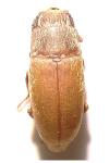 Antherophagus silaceus