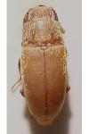 Antherophagus silaceus