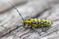 Saperda scalaris