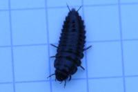 Silpha tristis