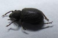 Otiorhynchus rugosostriatus