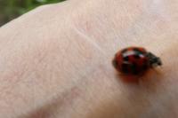 Harmonia axyridis