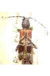 Anaglyptus mysticus