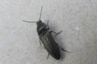 Cidnopus pilosus
