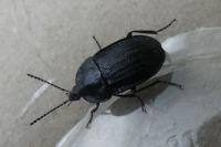 Phosphuga atrata