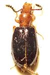 Vincenzellus ruficollis