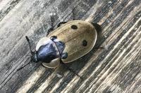 Dendroxena quadrimaculata