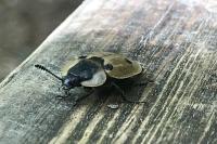 Dendroxena quadrimaculata