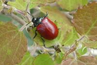 Chrysomela populi