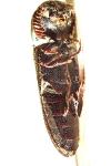 Melasis buprestoides