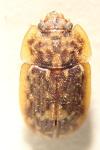 Soronia grisea