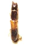 Nemozoma elongatum