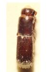 Platypus cylindrus