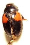 Tritoma bipustulata
