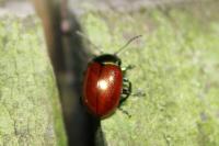 Chrysolina polita