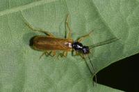 Rhagonycha lignosa