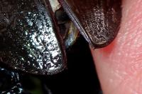 Hydrophilus piceus