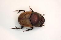 Onthophagus coenobita
