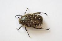 Oxythyrea funesta