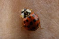 Harmonia axyridis