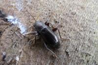 Stenomax aeneus