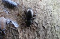Stenomax aeneus