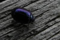 Plagiodera versicolora