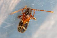Poecilium alni