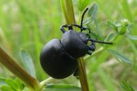 Timarcha tenebricosa
