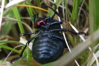 Timarcha tenebricosa