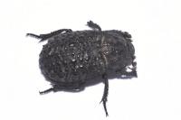 Trox perlatus