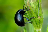 Timarcha goettingensis