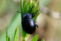 Timarcha goettingensis