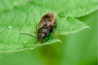 Athous haemorrhoidalis