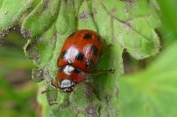 Gonioctena decemnotata